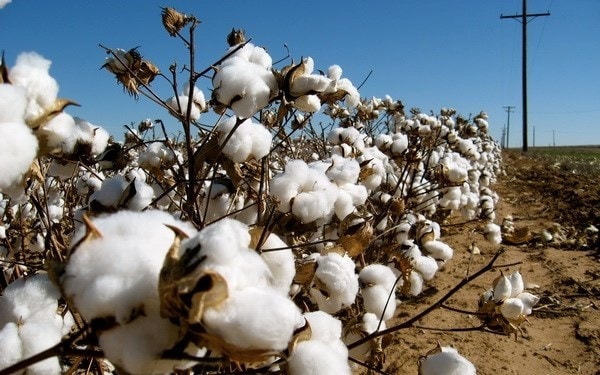 Vải thun cotton làm từ sợi bông thiên nhiên